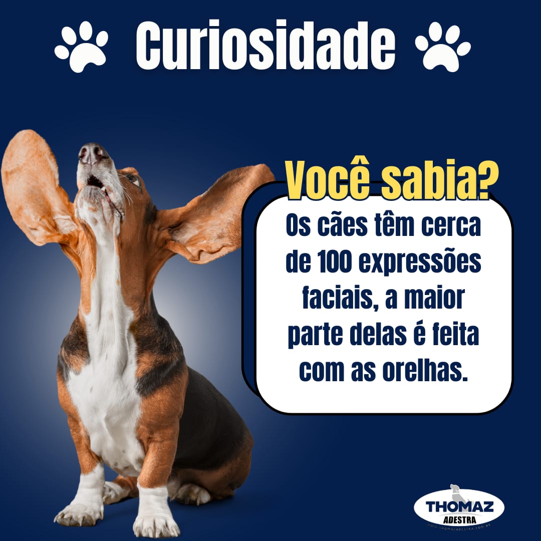 Expressões faciais dos cães