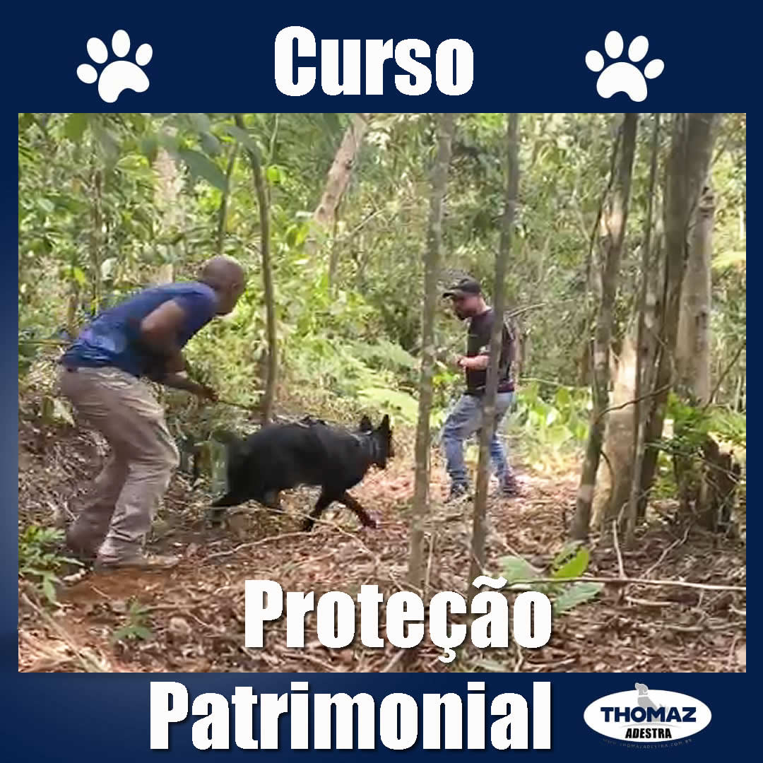 curso proteger patrimônio com cães