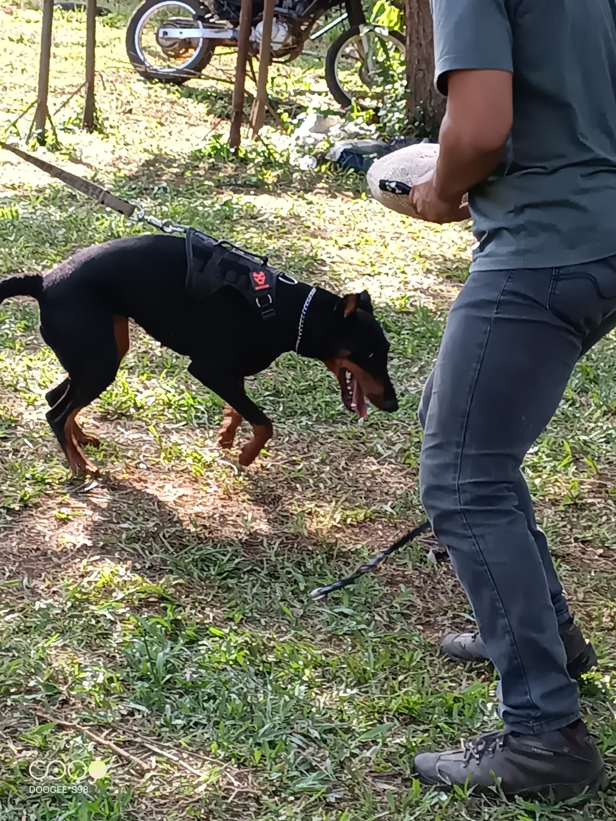 Doberman curso proteção patrimonial