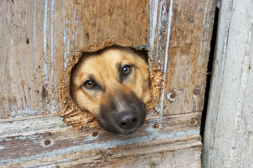 cachorro arranhando a porta